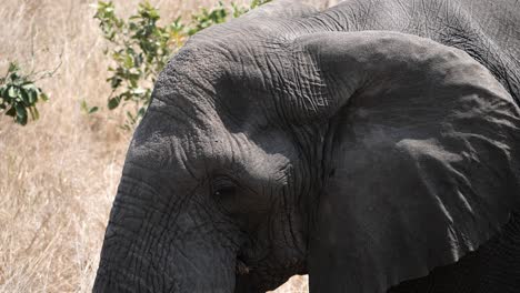 Very-Close-up-shot-of-an-african-elephant-head-in-slow-motion