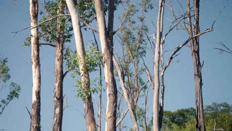 Die-Kamera-Gleitet-Sanft-Durch-Einen-Eukalyptushain-Und-Fängt-Die-Ruhige-Schönheit-Des-Waldes-Ein