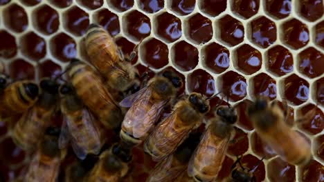 Bees-Making-Honey-in-the-hive