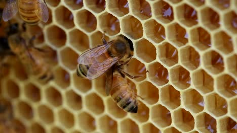 Biene-Ernährt-Sich-Von-Honig-Im-Bienenstock