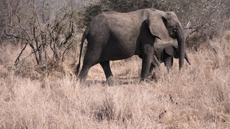 Afrikanischer-Weiblicher-Elefant-Mit-Kalb,-Der-Von-Links-Nach-Rechts-Läuft