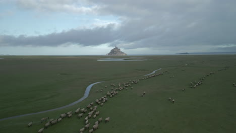 Aerial-view-of-Le-Mont-Saint-Michel-with-sheep's-in-foreground