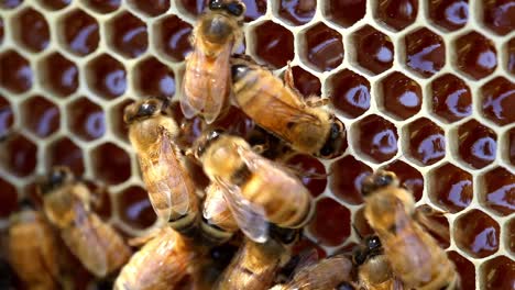 Bienen-Machen-Honig-Aus-Nächster-Nähe-Auf-Einer-Wabe