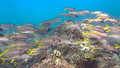 Underwater-footage-of-a-school-of-goatfish-swimming-around-a-hawaiian-rocky-tropical-reef-in-the-clear-blue-ocean