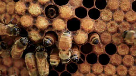 Bees-Cleaning-Brood-Comb-in-hive