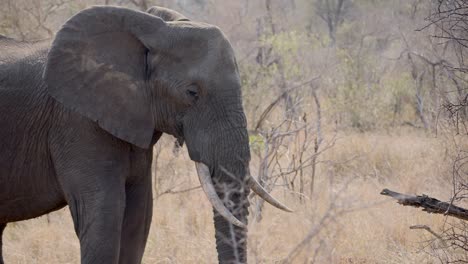 Der-Schläfrige-Afrikanische-Elefant-Dreht-Seinen-Kopf-Und-Blinzelt-Mit-Den-Augen