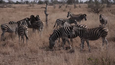 A-small-herd-of-zebras-grazes-in-the-morning-sun