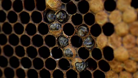 Baby-Bees-Hatching-from-comb
