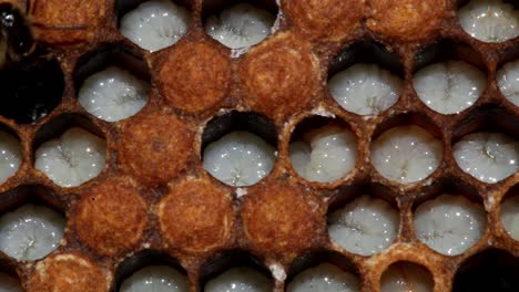 Bienenlarven-Bewegen-Sich-In-Zellen