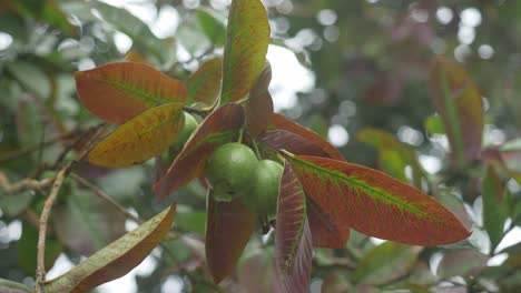 Guavas-hanging-on-a-tree-branch