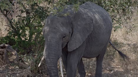 Afrikanische-Elefantendame-Mit-Ungleichmäßigen-Stoßzähnen,-Die-Mit-Den-Ohren-Flattern