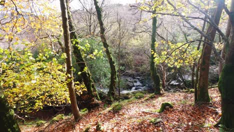Hillwalking-mountain-stream-in-forest-at-The-Comeragh-Mountains-Waterford-Ireland-In-winter