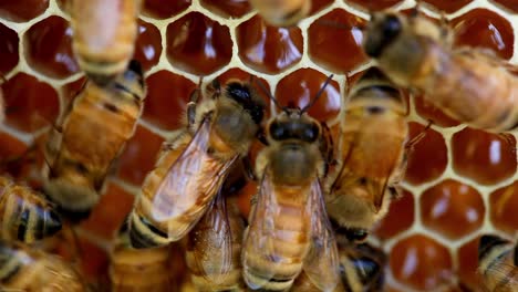 Honigbienen-Machen-Honig-In-Waben