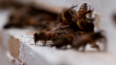 Bees-Macro-Entering-Beehive-in-Macro