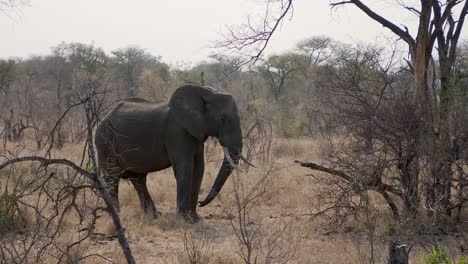 Afrikanischer-Elefant-Greift-Nach-Einem-Ast-Und-Kitzelt-Sein-Ohr-Mit-Dem-Rüssel