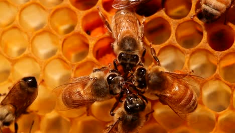 Bienen-Putzen-Sich-Gegenseitig-Auf-Der-Wabe