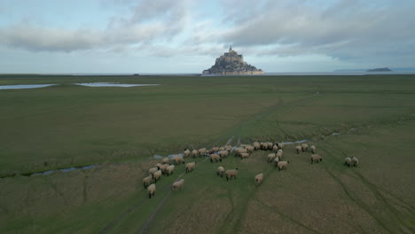 Aerial-view-of-Le-Mont-Saint-Michel-with-sheep-in-foreground