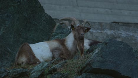 Goat-lying-on-some-rocks-eating
