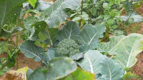 Infected-Broccoli-plant-disease,-fungal-infection,-over-fertilization-causing-green-leaves-to-turn-yellow