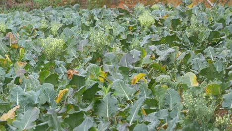 Broccoli-plant-disease,-fungal-infection,-over-fertilization-causing-green-leaves-to-turn-yellow