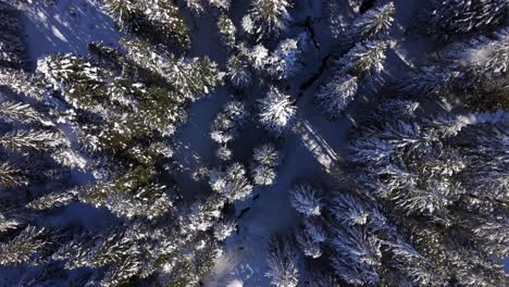 Aerial-top-down-shot-of-snowy-Forest-landscape-in-Swiss-alps-in-winter-at-sunny-day