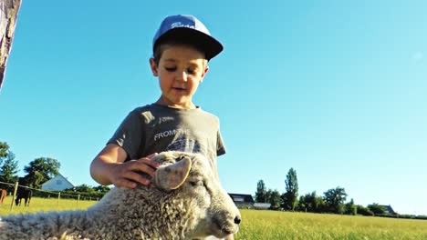 Ein-Kleiner-Junge-Streichelt-Ein-Schaf-In-Der-Herde-Auf-Dem-Feld-Im-Südlichen-Teil-Schwedens