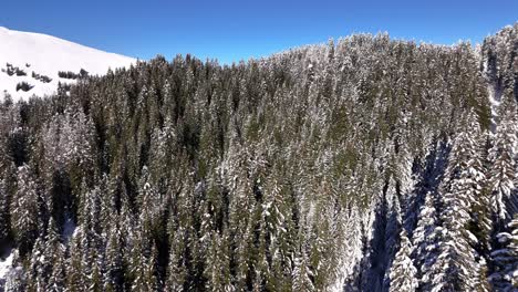 Drone-flight-over-dense-forest-in-snowy-mountain-during-winter-season-with-blue-sky-and-sunlight-in-Switzerland