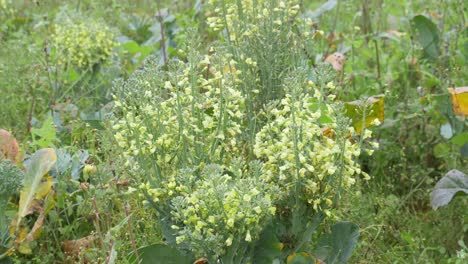 Infected-and-damaged-broccoli-flower-buds-and-leaves-on-agriculture-fields,-food-crisis
