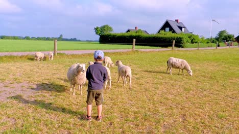 Ein-Kleiner-Junge-Füttert-Die-Schafe-Und-Kümmert-Sich-Im-Sommer-In-Schweden-Um-Die-Schafe