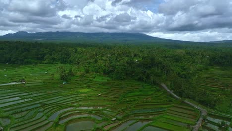 Reverse-reveal-flooded-rice-growing-fields-surrounded-by-verdant-rainforest