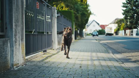 Brauner-Labrador-Hund-Rennt-Auf-Dem-Bürgersteig-Auf-Die-Kamera-Zu,-Superzeitlupe,-Lustiger-Gesichtsausdruck,-Tierkomödie