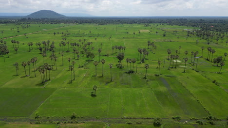 Hohe-Palmen-Verstreut-über-Die-Reisfelder-In-Siem-Reap,-Kambodscha