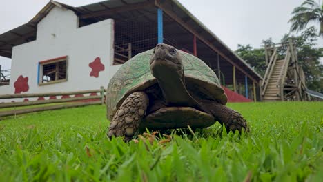 close-up-shot-of-the-tortoise-walking-on-the-grass-lawn-towards-the-camera