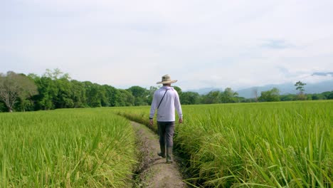 Farmer-walking-through-a-rice-field-in-South-America