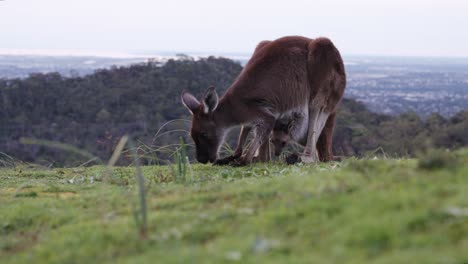 Kangaroo-with-cute-baby-joey-eats-grass-in-Adelaide-Hills,-South-Australia