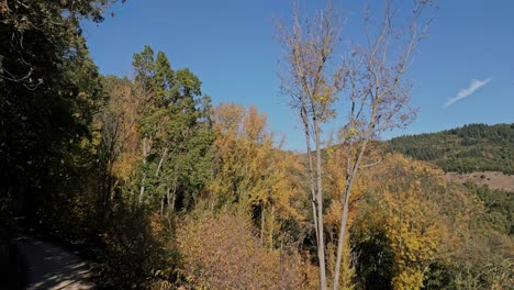 Autumnal-forest-landscape,-colorful-deciduous-trees-on-sunny-day,-Girona