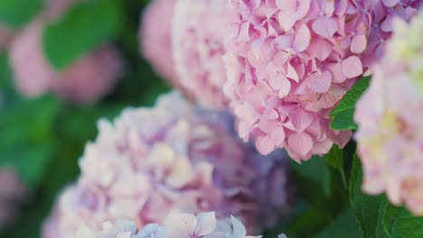 Pink-hydrangea-flower-blooms-reveal-nature's-delicate-beauty-in-close-up-shot