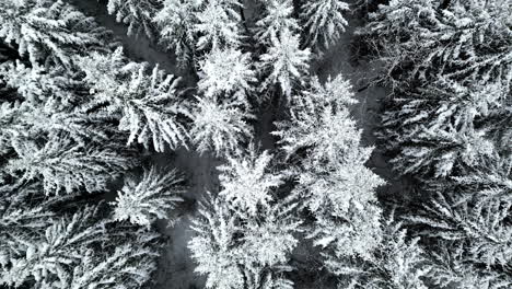 Dense-pine-forest-covered-in-thick-layer-of-snow,-aerial-top-down-view