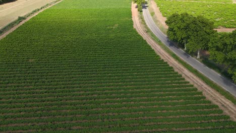 Captivating-vineyards-of-Pouzilhac-unveil-mesmerizing-landscape,aerial-view
