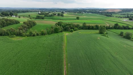 Wide-aerial-view-of-green-corn-and-hay-fields-in-Lancaster-County-Pennsylvania