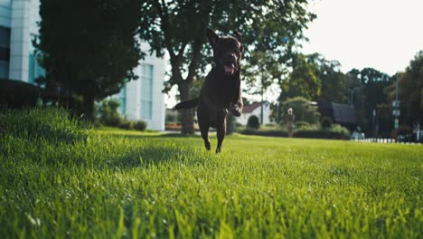 Brauner-Labrador-Hund-Läuft-An-Sonnigem-Tag-über-Grünes-Gras,-Super-Zeitlupe,-Lustiger-Tiergesichtsausdruck