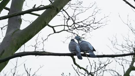 Two-wild-english-wood-pigeon-sitting-in-a-tree-on-a-winters-day-in-December