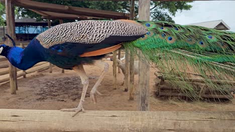 Fully-adult-peacock-walking-in-the-wooden-beam-on-a-countryside-farm-with-other-cattle-in-the-background