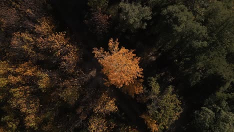Birds-eye-view,-lush,-autumn-deciduous-forest-with-orange-and-green-colours