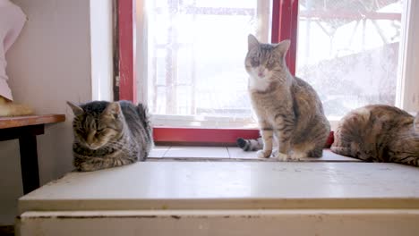 Left-to-right-pan-shot-of-the-multiple-cats-sitting-near-the-window-on-a-flat-surface