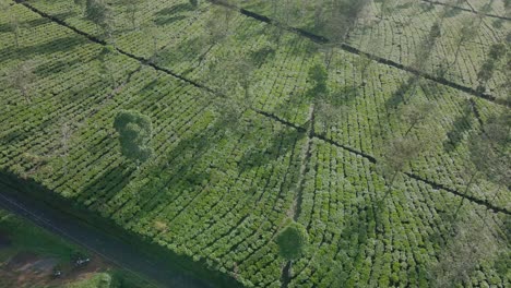 Luftaufnahme-Einer-Teeplantage-Mit-Einigen-Bauern,-Die-Daran-Arbeiten