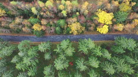 Aerial-view-of-black-asphalt-road-among-evergreen-and-colorful-fall-forest
