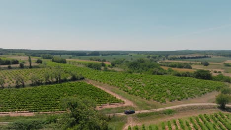 Aerial-rising-shot-of-a-small-car-driving-through-fields-of-vineyards-in-France