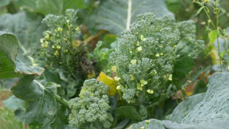 Broccoli-flower-buds-infected-by-over-fertilization