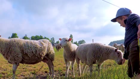 Boy-Feeds-Sheep-on-a-Field-During-Summer-in-Sweden,-Scandinavia